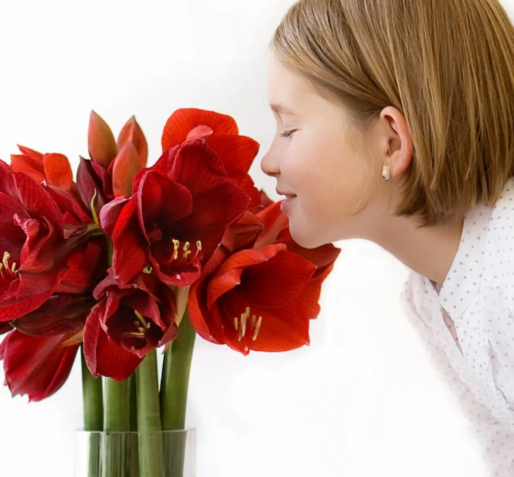 Mit der richtigen Pflege können geschnittene Blüten bis zu 3 Wochen in der Vase überdauern