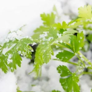 Petersilie im Garten überwintern - wirksame Tipps für eine reiche Ernte das ganze Jahr über + Pflege für Kübelpflanzen