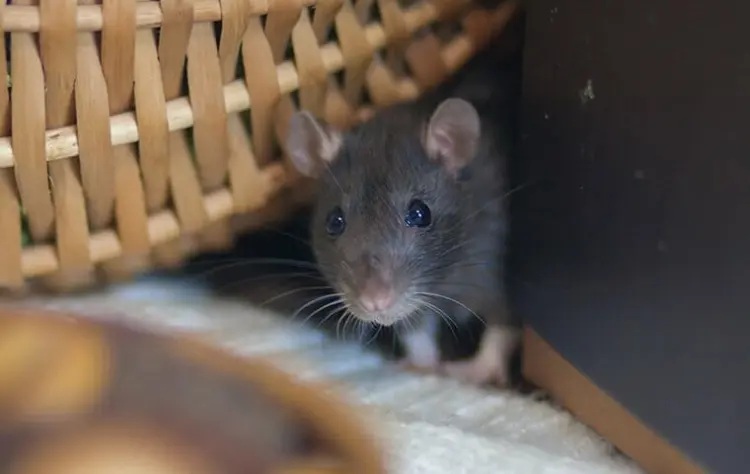 Ratten im Haus Anzeichen eines Befalls