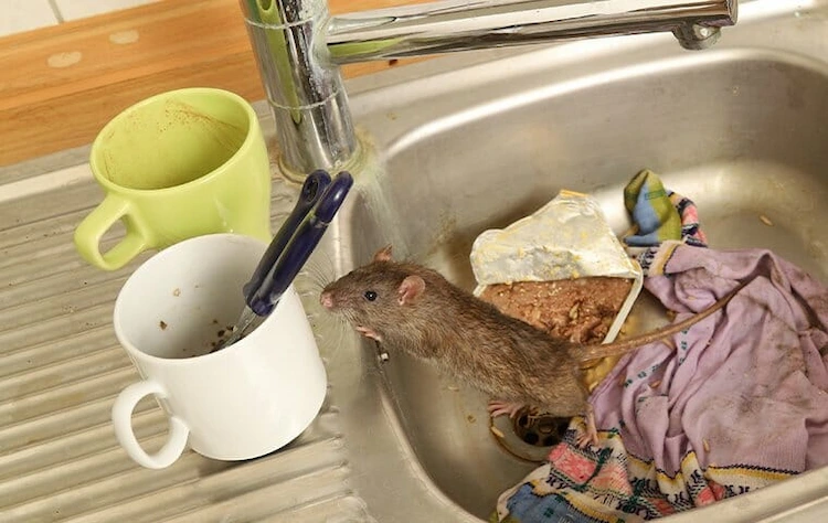 Ratten im Haus vertreiben - 6 erstaunlich einfache Rezepte und Methoden, mit denen man die Nagetiere sicher loswird