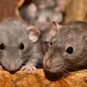 Ratten im Haus vertreiben - Sobald Sie den Rattenbefall in Ihrer Wohnung beseitigt haben, reinigen Sie gründlich