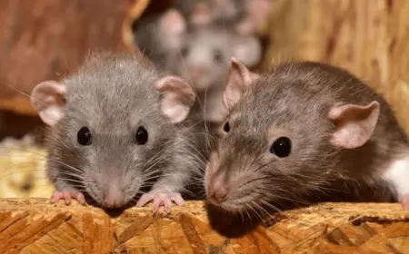 Ratten im Haus vertreiben - Sobald Sie den Rattenbefall in Ihrer Wohnung beseitigt haben, reinigen Sie gründlich