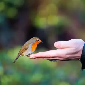 Rotkehlchen im Garten ansiedeln, füttern und zähmen - Tipps und Techniken