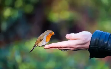 Rotkehlchen im Garten ansiedeln, füttern und zähmen - Tipps und Techniken