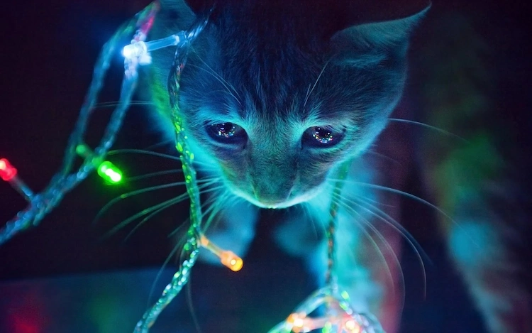 Seien Sie vorsichtig mit den Lichterketten, wenn Sie eine Katze zu Hause haben