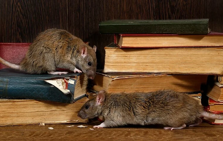 Ratten im Haus vertreiben - Sie müssen herausfinden, wie Sie Ratten ein für alle Mal schnell loswerden können