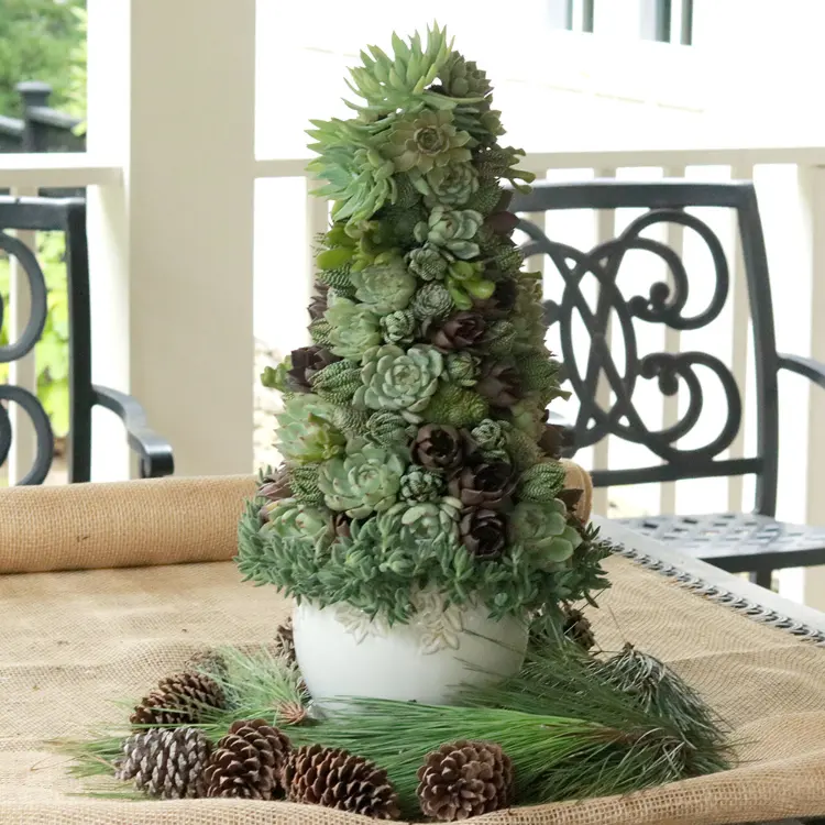 Statt Tannenbaum Sukkulenten als Weihnachtsdeko auf Tisch verwenden