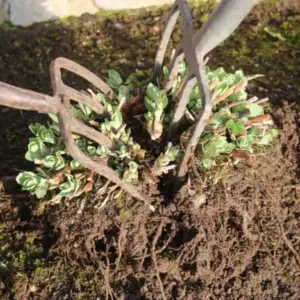 Stauden vermehren durch Teilung - Welche Arten im Herbst teilen