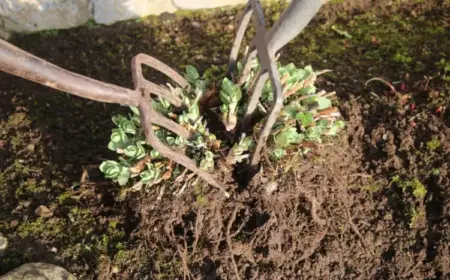 Stauden vermehren durch Teilung - Welche Arten im Herbst teilen