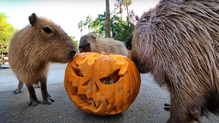 Tiere im Zoo können Ihre Halloween Kürbisse essen