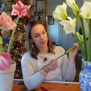 Tipps, wie Sie Amaryllis in der Vase länger haltbar machen