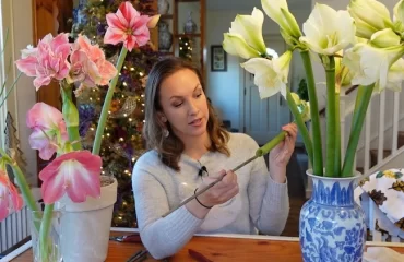 Tipps, wie Sie Amaryllis in der Vase länger haltbar machen
