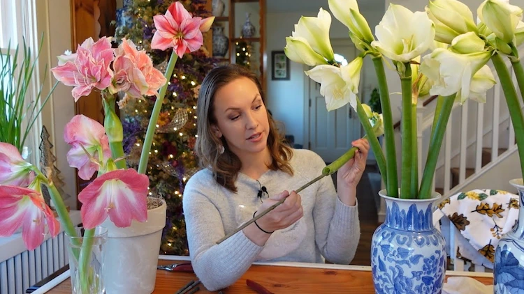 Wirksame Tipps, wie Sie Amaryllis in der Vase länger haltbar machen