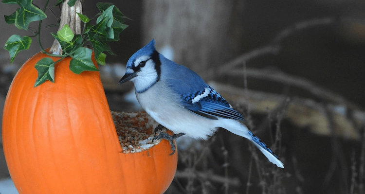 Vogelfutterstelle selber bauen aus Kürbis - Verwandeln Sie Ihre Halloween-Laterne in eine Futterquelle