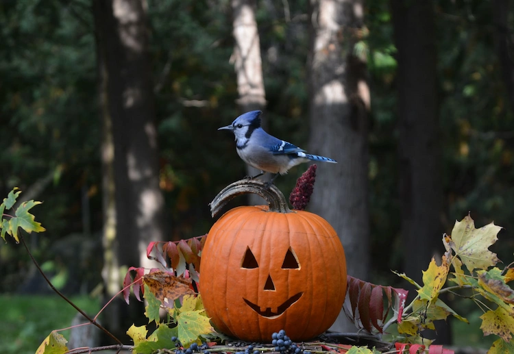 Vogelfutterstelle selber bauen aus Kürbis - eine der einfachsten und beliebtesten Herbstdekorationen