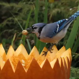 Vogelfutterstelle selber machen aus Kürbisresten