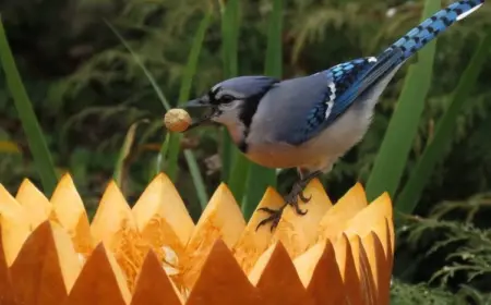 Vogelfutterstelle selber machen aus Kürbisresten