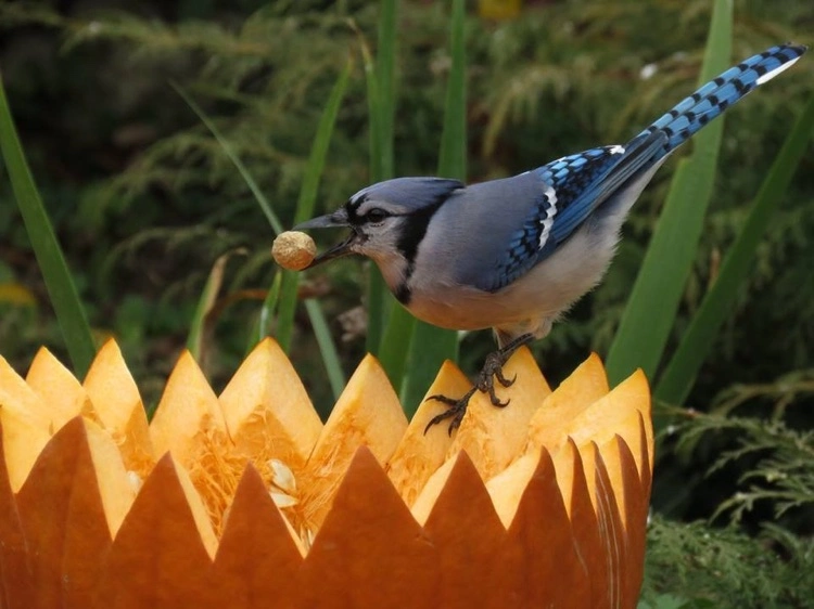 Wie Halloween Kürbis verwerten - eine Vogelfutterstelle selber machen aus Kürbisresten