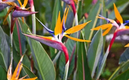 Was ist eine Paradiesvogelblume?