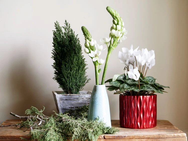 Weihnachtliche Pflanzen - bezaubern Sie Ihr Zuhause