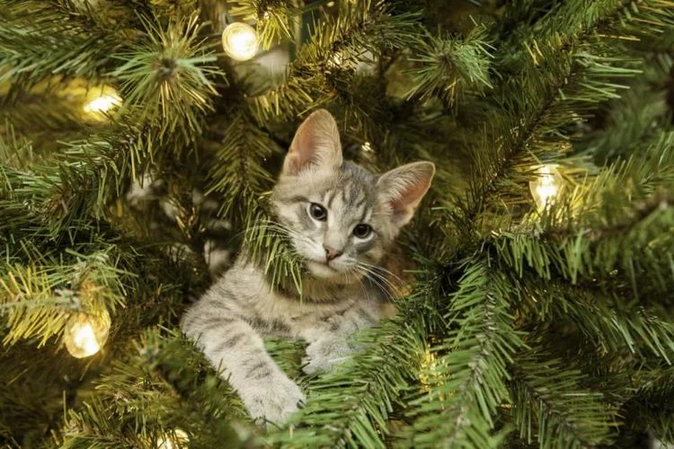 Weihnachtsbaum katzensicher machen - einen künstlichen, kleineren Baum kaufen