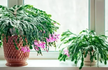 Weihnachtskaktus blüht nicht - So sollten Sie die Pflanze pflegen