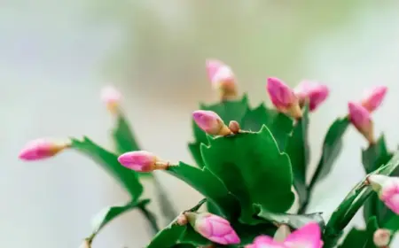 Weihnachtskaktus verliert Knospen - Ursachen und Lösung des Problems