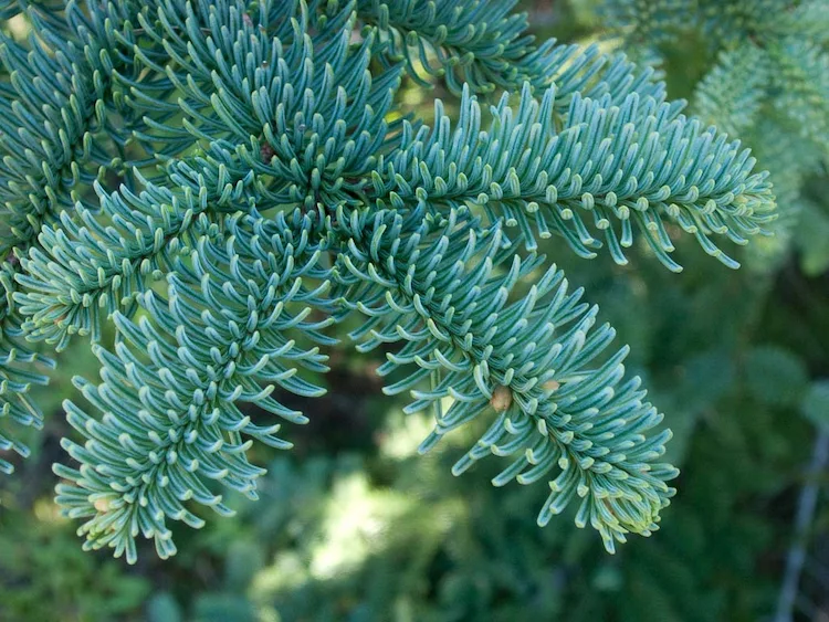 Welche Tanne riecht am besten - die Edel-Tanne ist ein wunderschöner Weihnachtsbaum