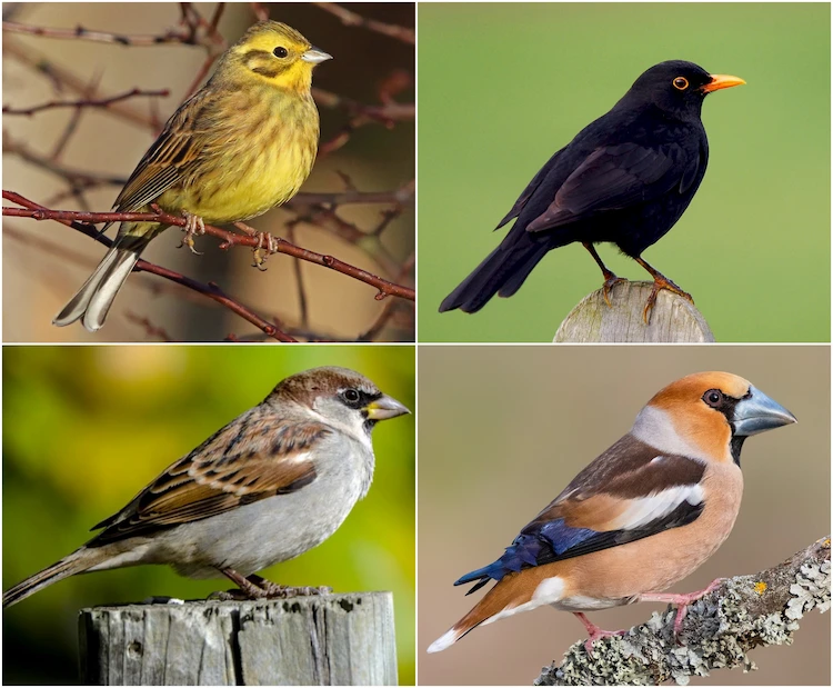 Welche sind heimische Wintervögel und was für Pflege brauchen sie im Winter