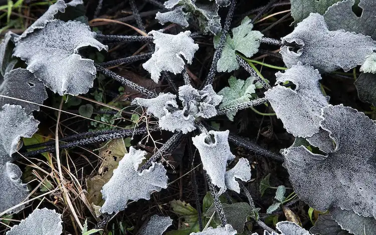 Wenn kaltes Wetter auf Sie zukommt, werden Sie sich fragen, bei welcher Temperatur Pflanzen erfrieren