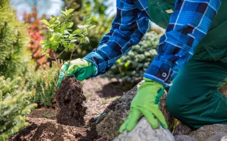 als profi oder hobbygärtner obstbäume im herbst pflanzen und reiche ernte genießen