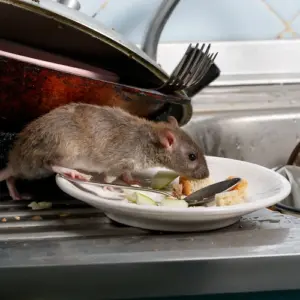 auf der suche nach nahrung im küchenbereich können nagetiere wie mäuse und ratten krankheiten ausbreiten