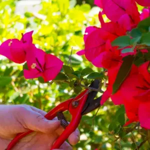 bougainvillea schneiden und pflegene im Herbst