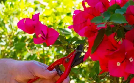 bougainvillea schneiden und pflegene im Herbst