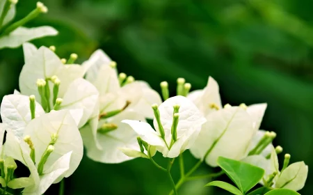 Bougainvillea überwintern mit den richtigen Pflegemaßnahmen