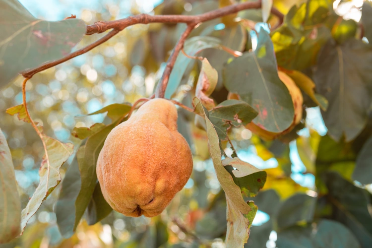 take advantage of the perfect time to harvest quince at the end of October and make the most of it