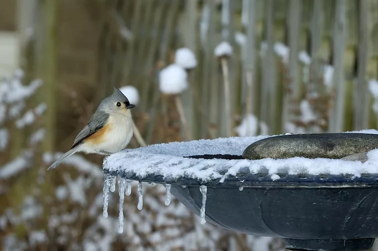 ein beheiztes vogelbad und wasserquelle für vögel in den kalten wintermonaten bereitstellen