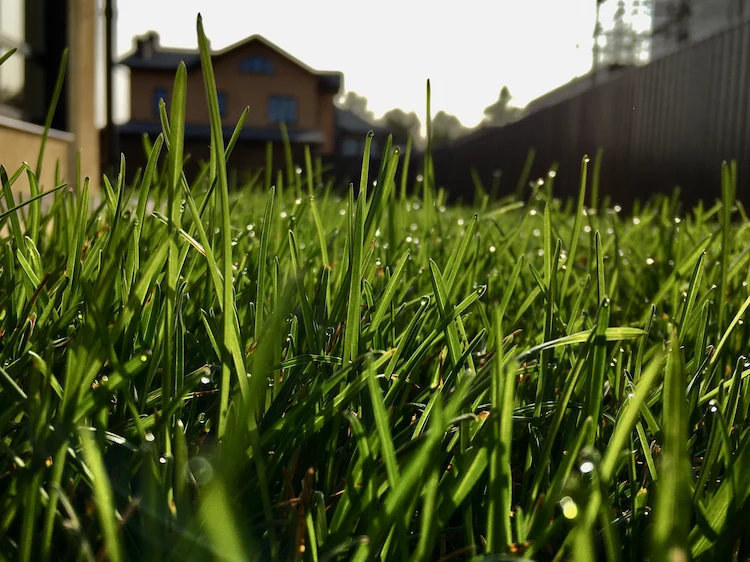 frisch gewachsenes gras in einem garten in der frühlingssaison mähen