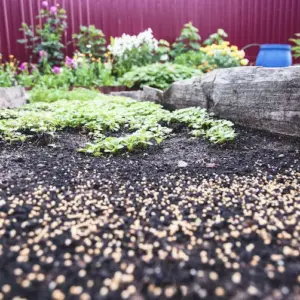 in gartenbeeten den unterschied kompost mulch zwecks bodenpflege erkennen und richtig verwenden