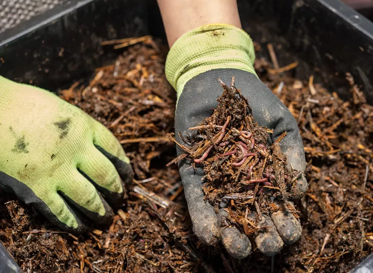 kompostierung von küchenabfällen mit regenwürmern in einem komposthaufen