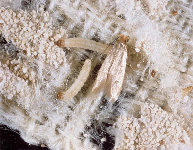 larven und eier von kleidermotten aus heimtextilien mit naturfasern wie teppiche mit teppichklopfer entfernen