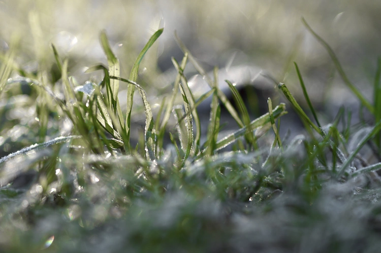 trotzt frost und niedriegen temperaturen rasen im november säen kann erfolgreich sein