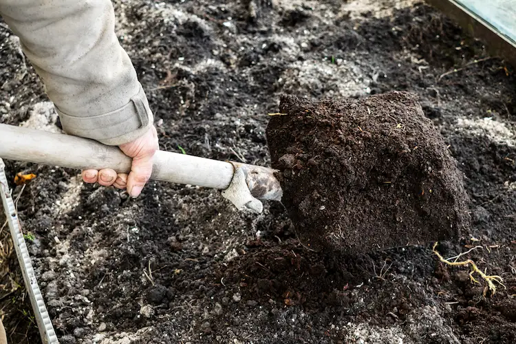 verbrannte asche entsorgen und zum komposthaufen zur besseren pflanzenpflege hinzufügen