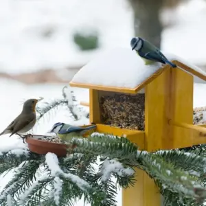 vogelfutter aus samenmischung und nüssen sorgt für nahrhafte nahrung mit fetten und proteinen für die winterzeit