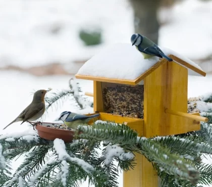 vogelfutter aus samenmischung und nüssen sorgt für nahrhafte nahrung mit fetten und proteinen für die winterzeit