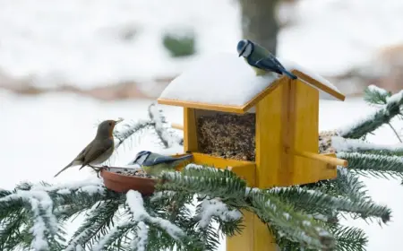 vogelfutter aus samenmischung und nüssen sorgt für nahrhafte nahrung mit fetten und proteinen für die winterzeit