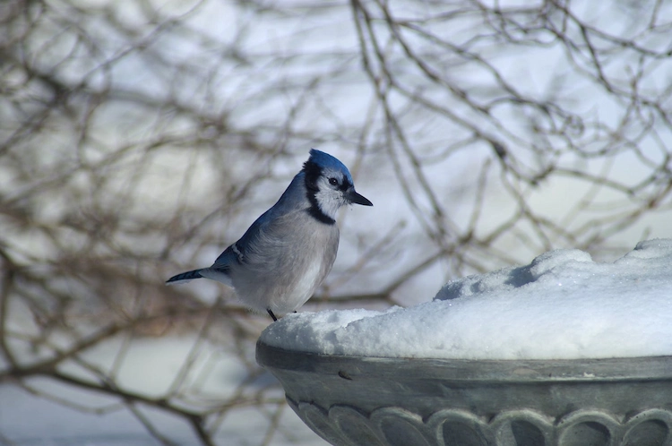 vom schnee bedecktes wasserspiel im garten zieht wintervogel an und bietet frisches trinkwasser