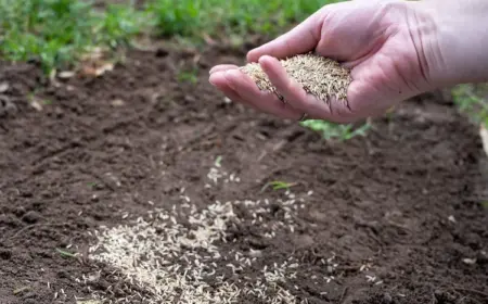wie sich rasen im november säen lässt und bei niedrigen temperaturen keimen kann
