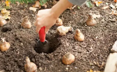 Blumenzwiebeln im Dezember pflanzen - Tipps, wie Sie es richtig machen