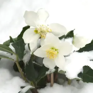 Christrose pflegen im Winter - Tipps für die Blume im Garten oder Topf